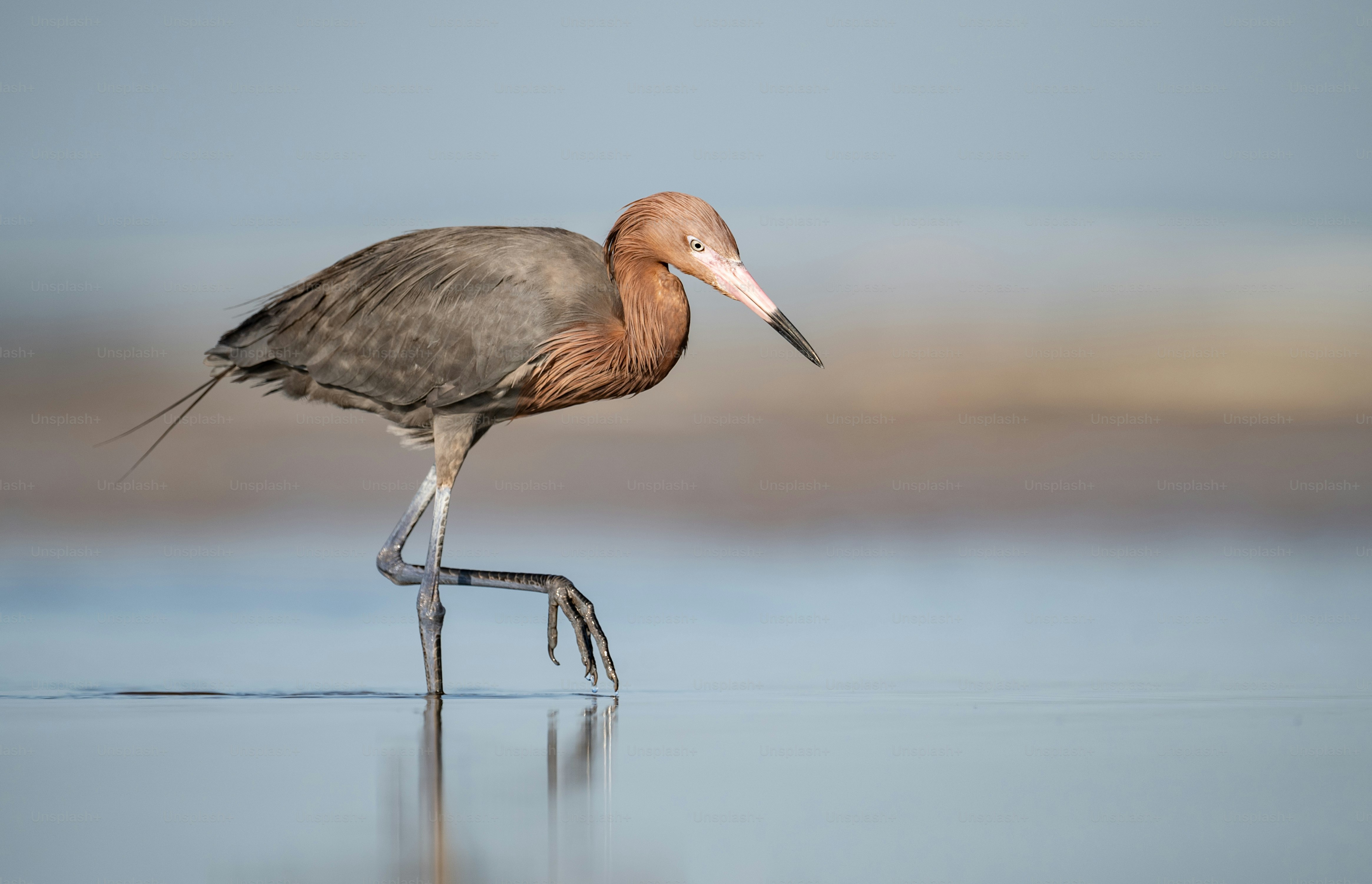 Reddish egret in Northern Florida