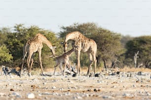 나미비아 에토샤 국립 P:ark에 있는 기린 가족.