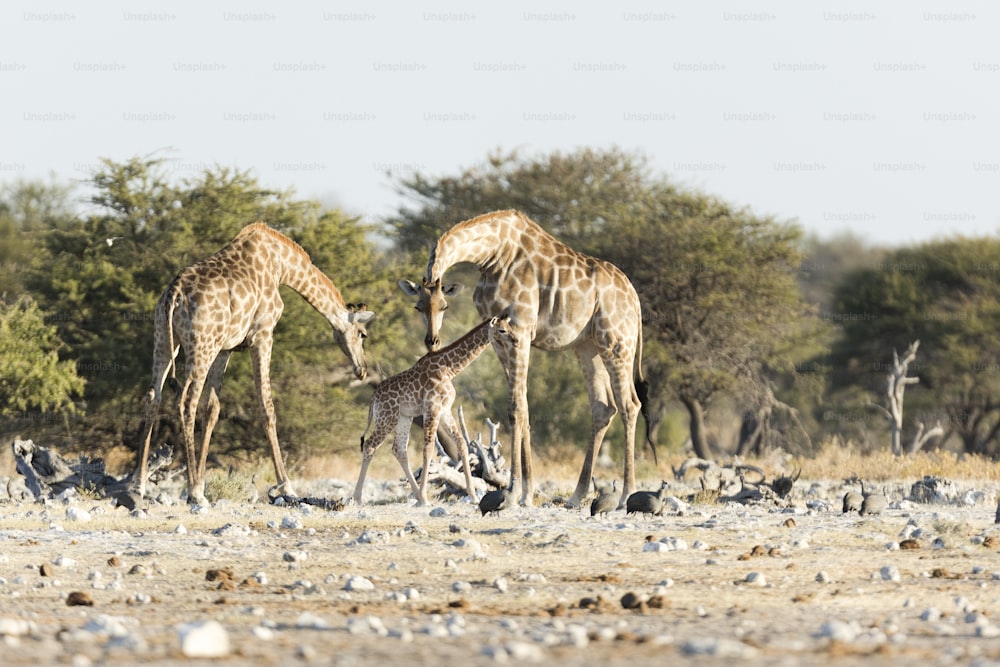 A family of Giraffe in Etosha National P:ark, Namibia.