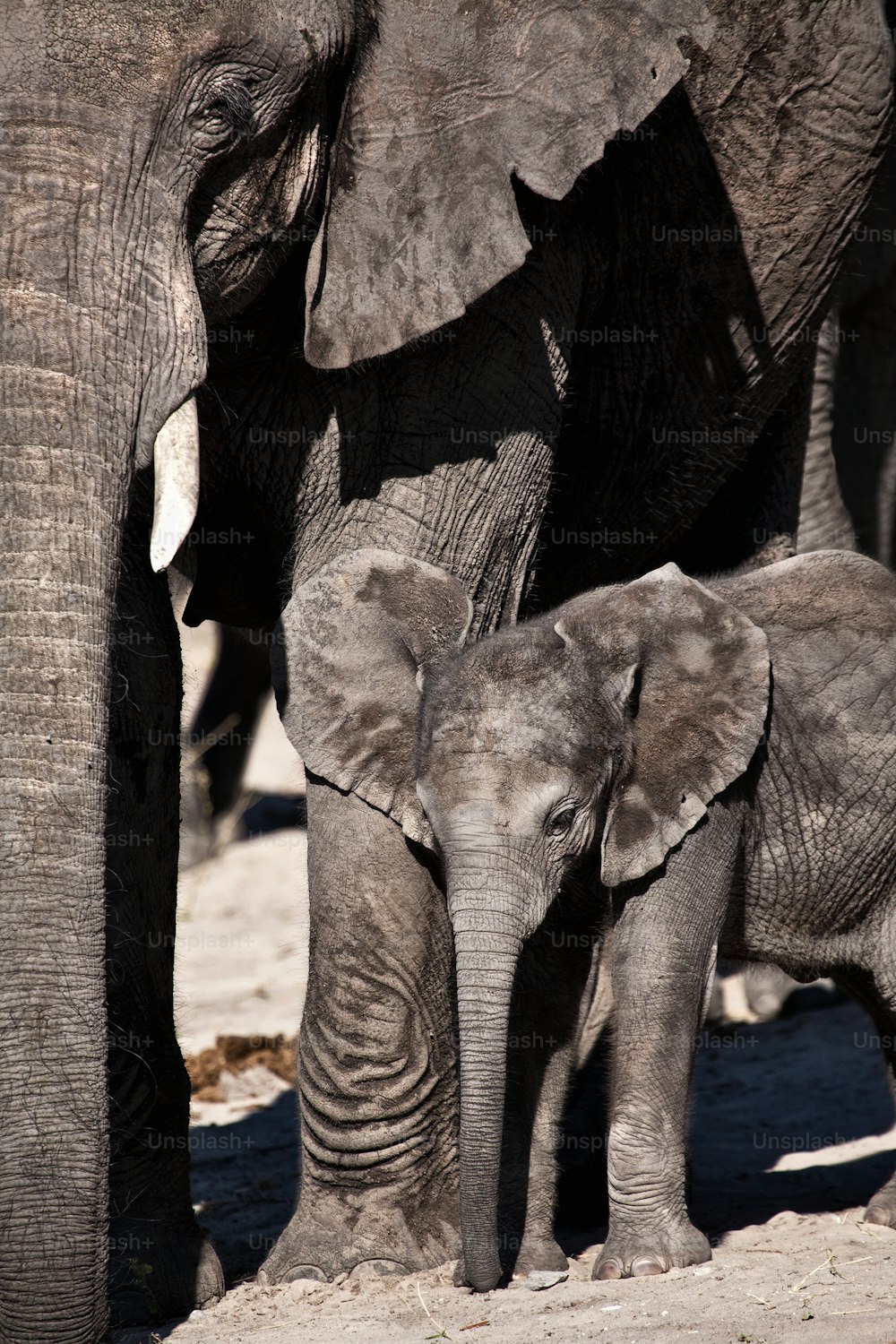 Baby Elephant and mother