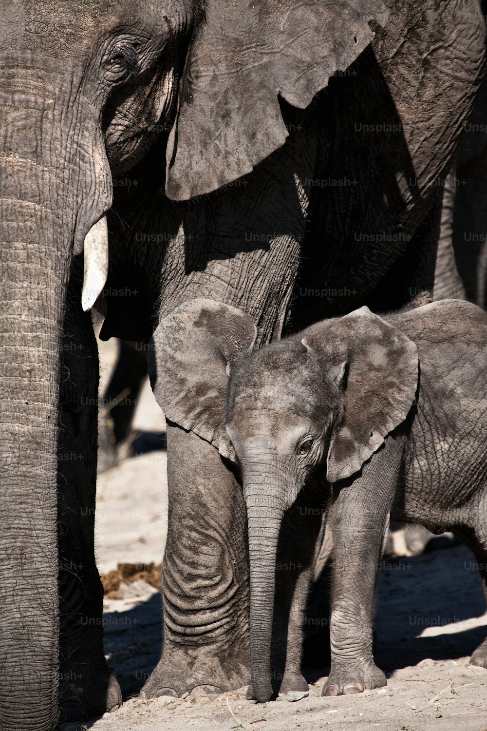Cucciolo di elefante e madre