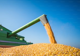 Corn harvest in autumn