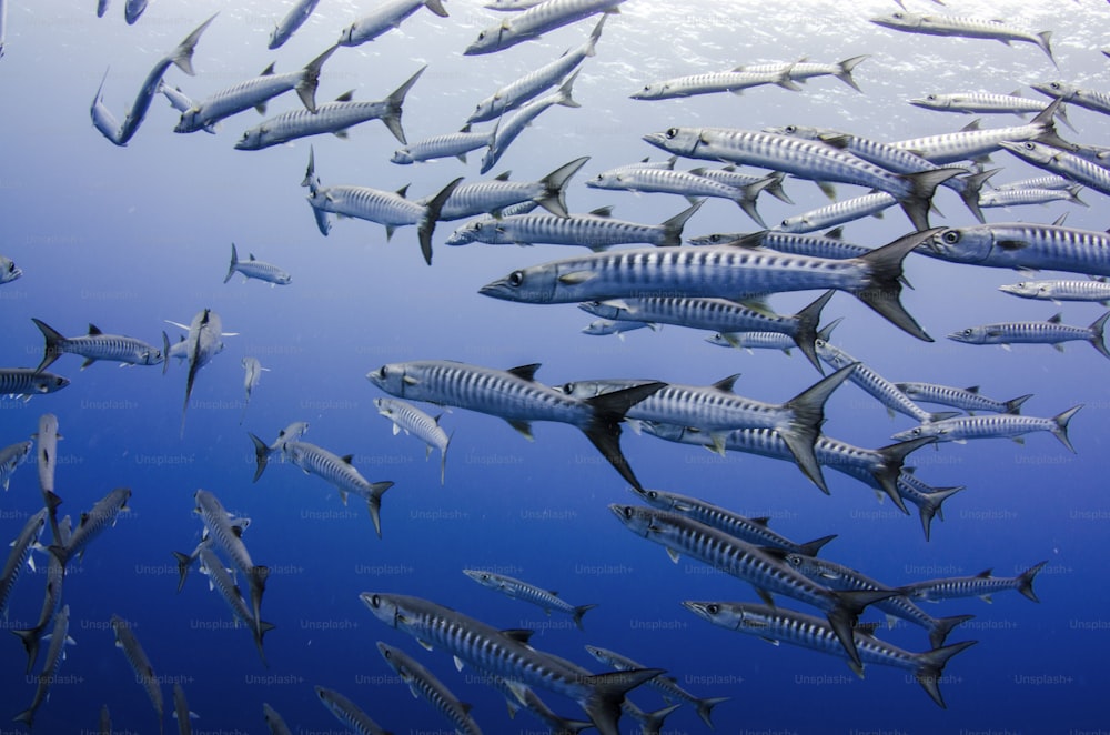 A shoal in Palau