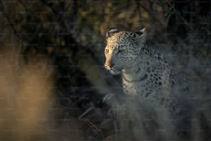 Ein Leopard im letzten Finger des Lichts