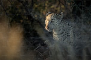 A leopard in the last finger of light