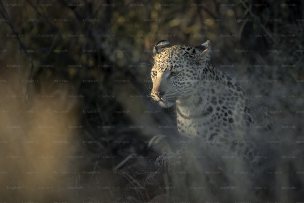 Um leopardo no último dedo de luz