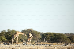 나미비아 에토샤 국립 P:ark에 있는 기린 가족.