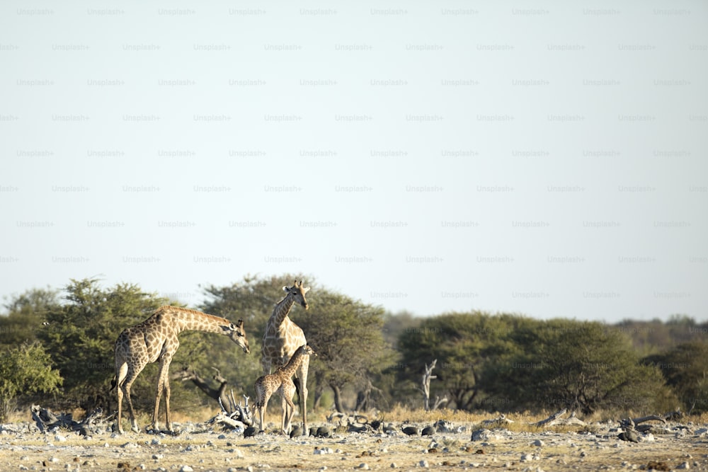 A family of Giraffe in Etosha National P:ark, Namibia.