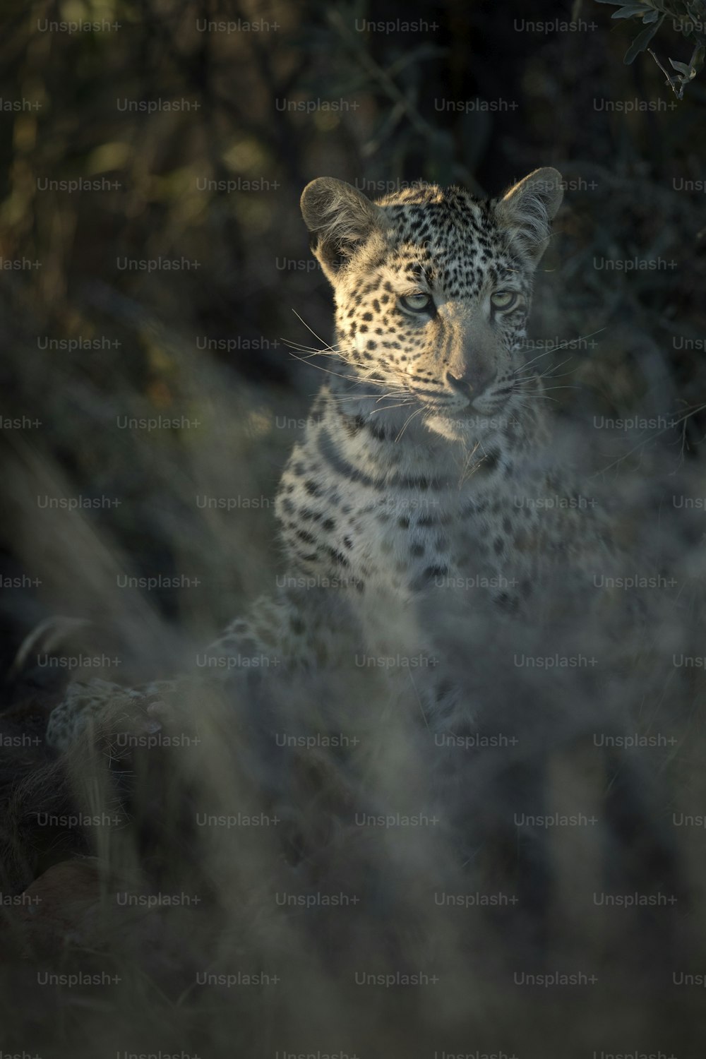 Un leopardo en el último dedo de luz