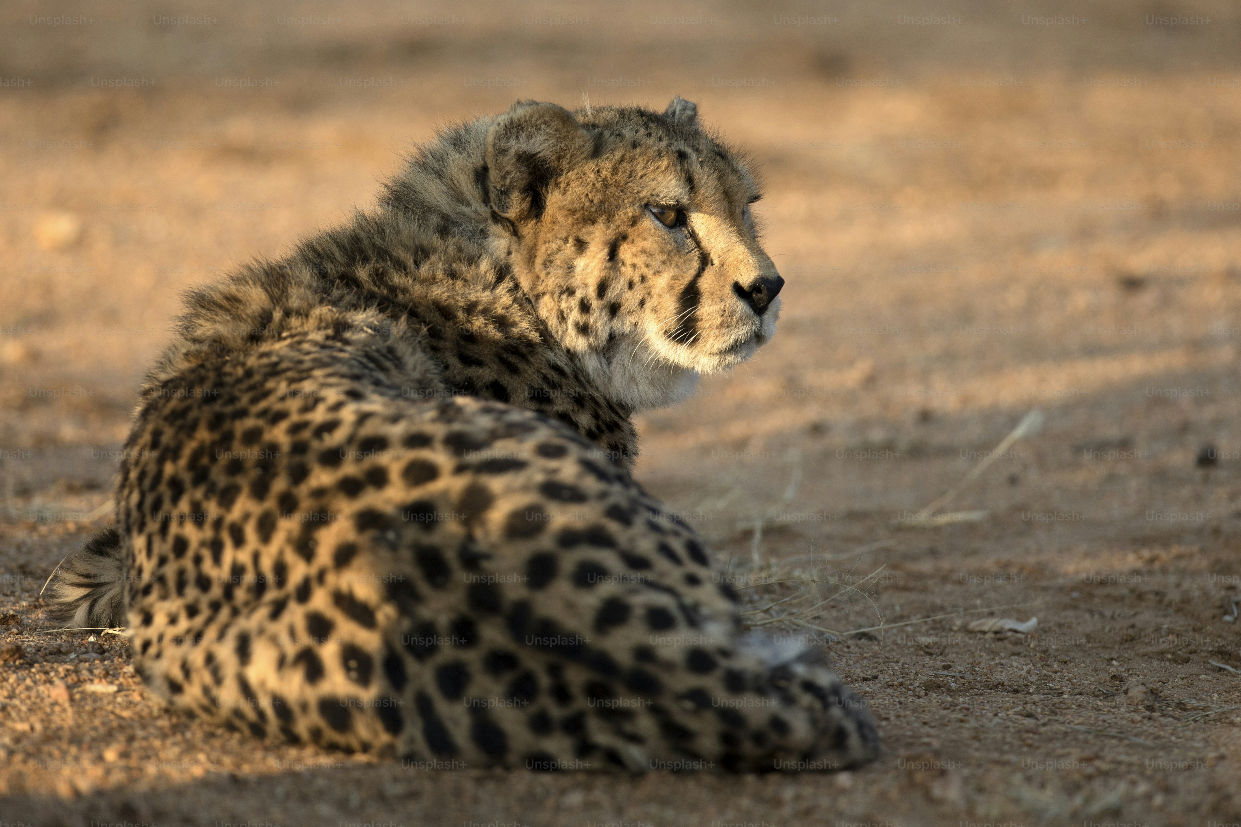 Cheetah resting photo – Chobe national park Image on Unsplash