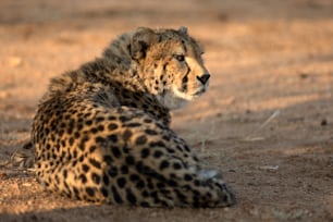 Cheetah resting