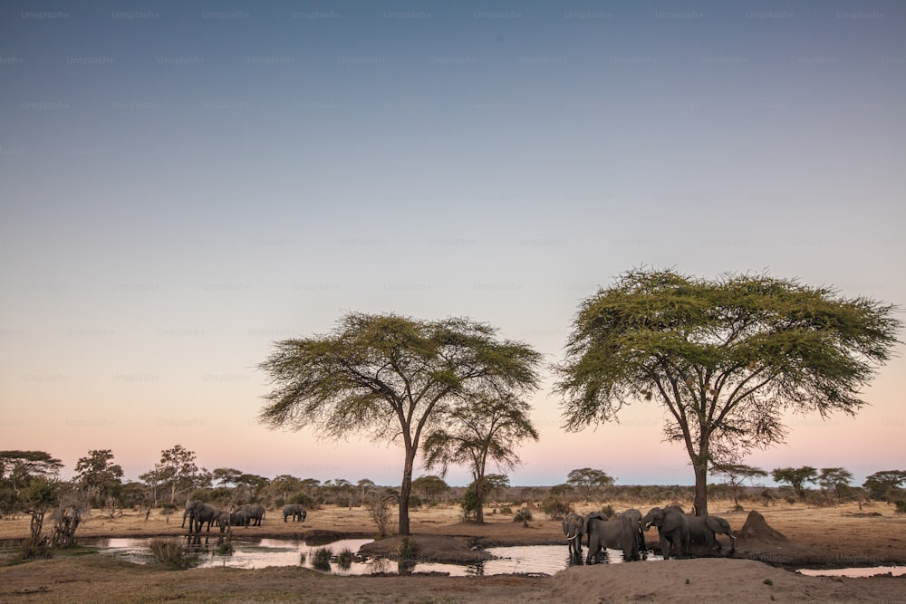 last drinks for the elephants