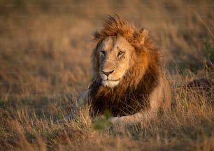 A lion portrait in the Maasai Mara, Africa