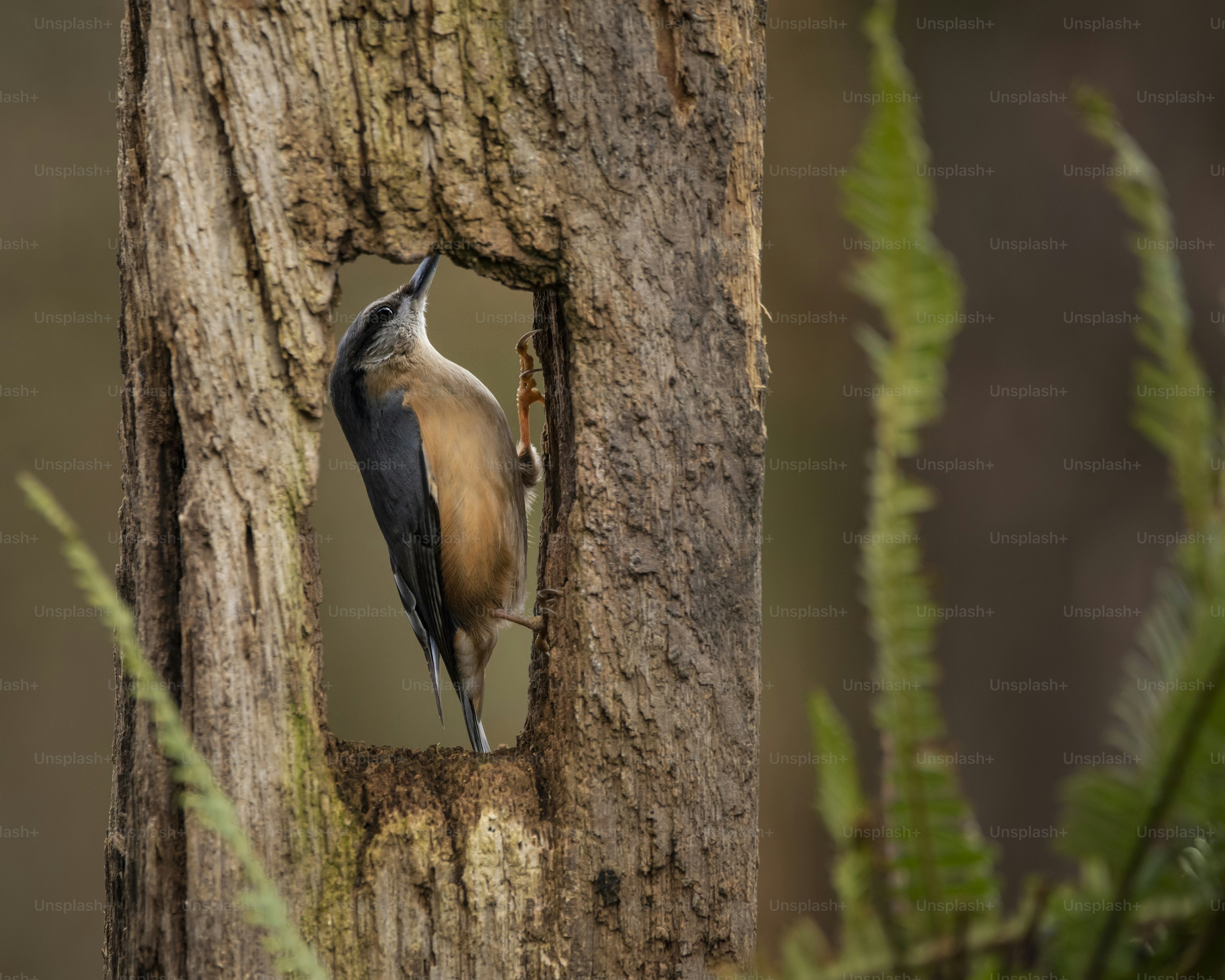 Schön auf Kleibergarten Vogel Sitta Europaea im Frühling Sonnenschein auf Ast im Baum