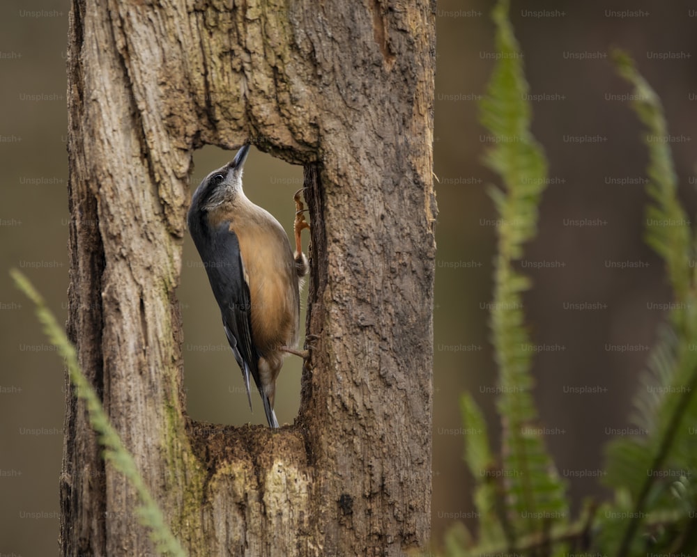 Beautiful on Nuthatch garden bird Sitta Europaea in Spring sunshine on branch in tree