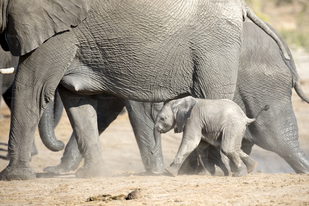 어린 코끼리 송아지가 나미비아 에토샤 국립공원의 무리 근처에서 놀고 있다
