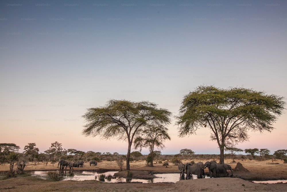 Elephants around a waterhole at dusk