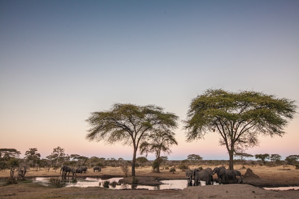 Serengeti, Tanzania