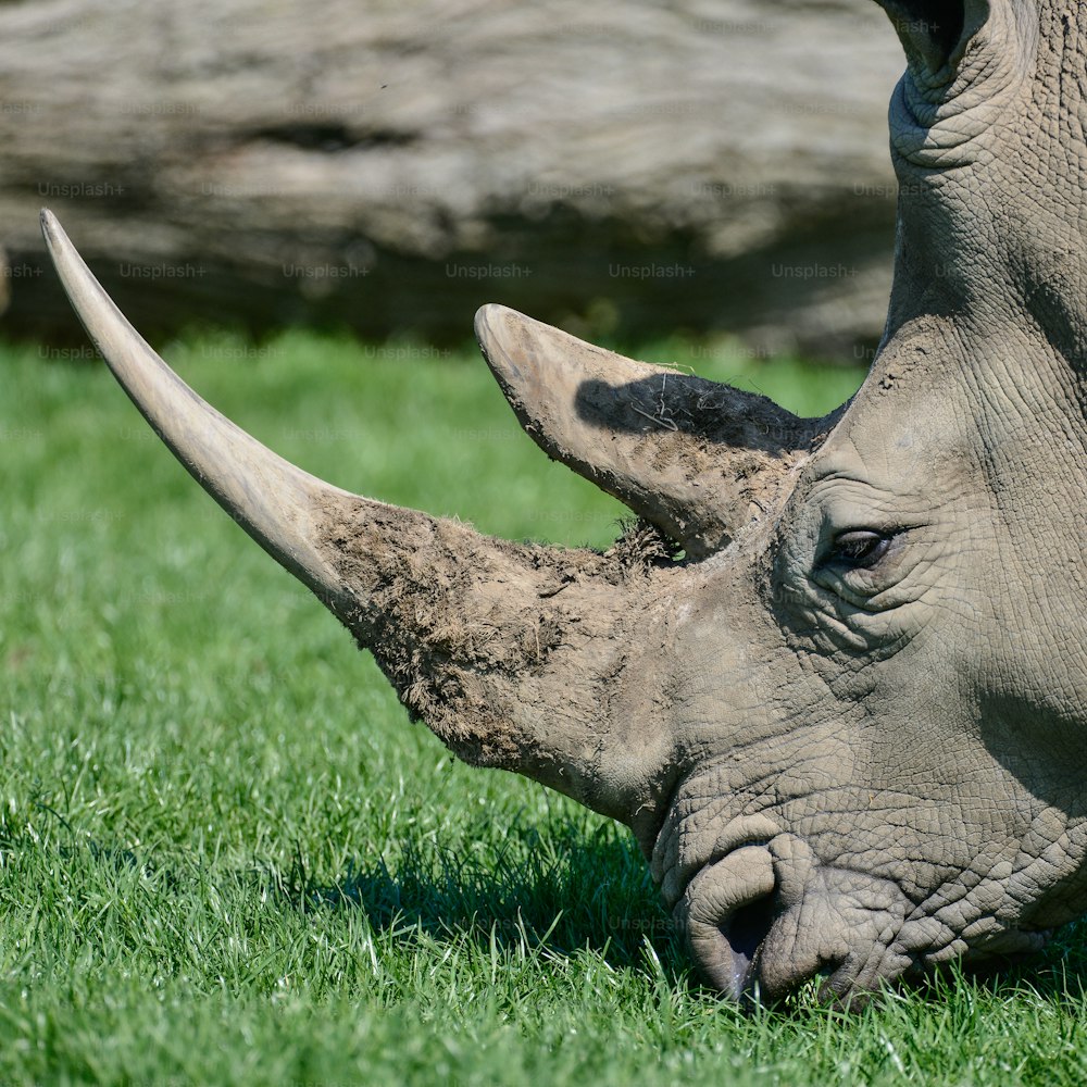 Bellissimo ritratto ravvicinato del rinoceronte bianco meridionale Rhinoceros