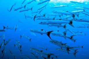 A School of Barracuda in Palau