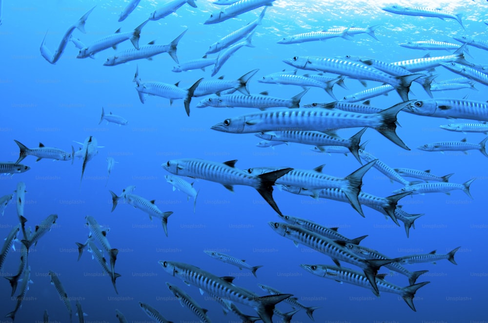 A School of Barracuda in Palau