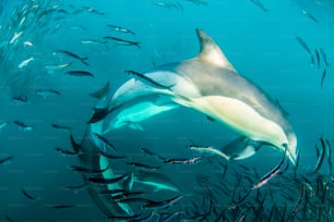 Ein Delfin und Sardinen in Südafrika
