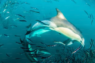 A dolphin and sardines in South Africa