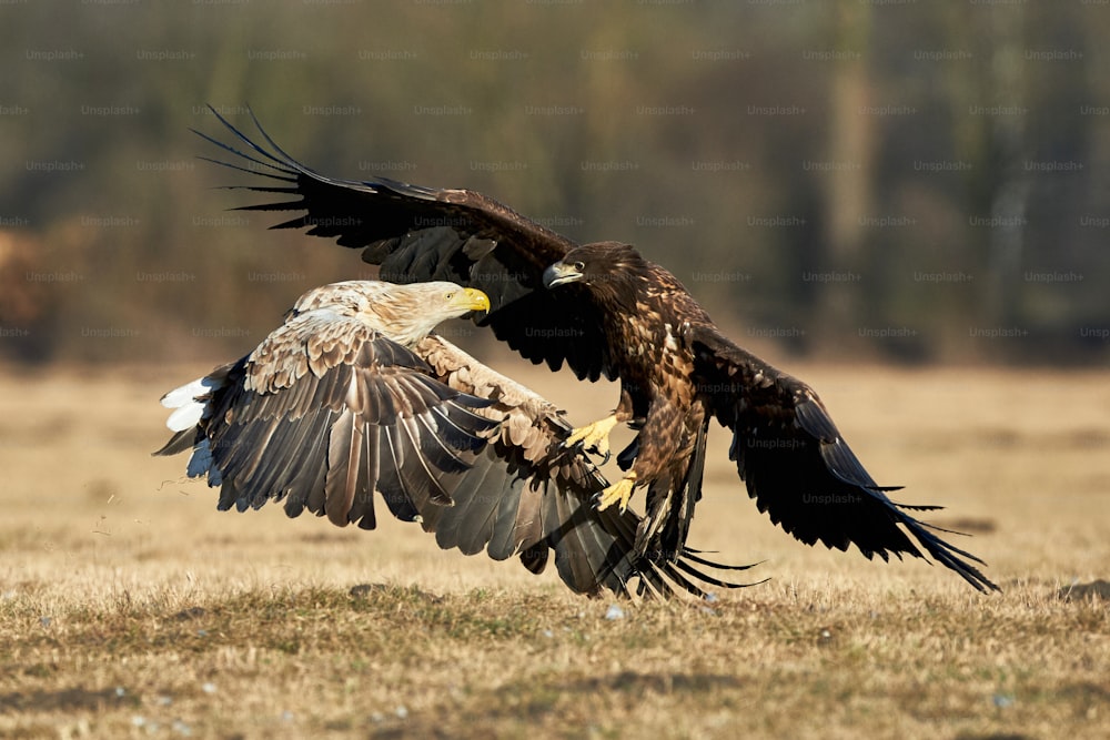 White-tailed eagles fighting for food in a clearing in Poland