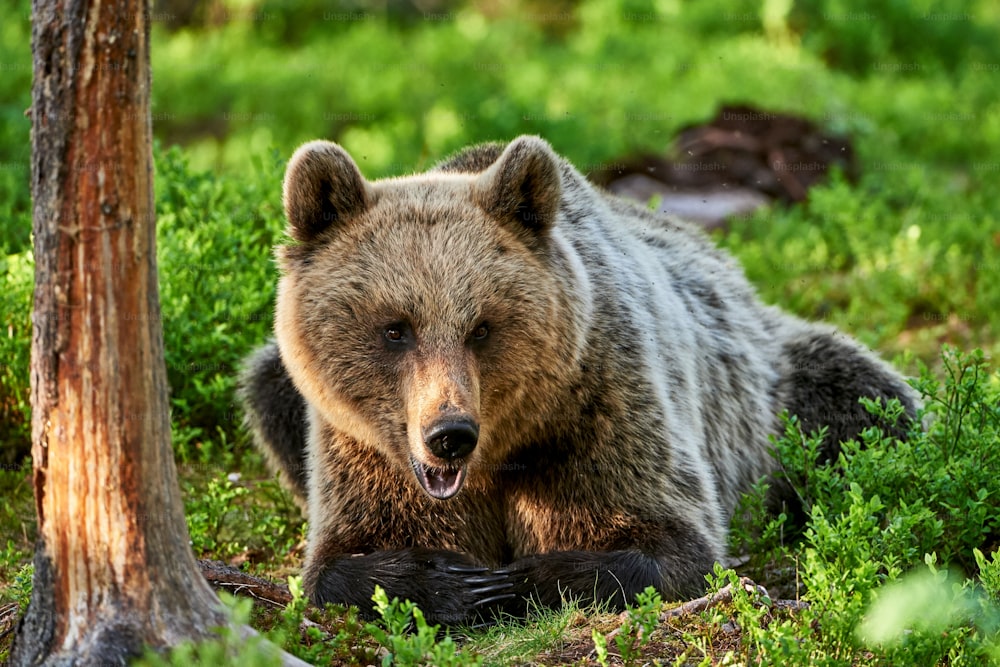 Brown bear lying in the Scandinavian green forest