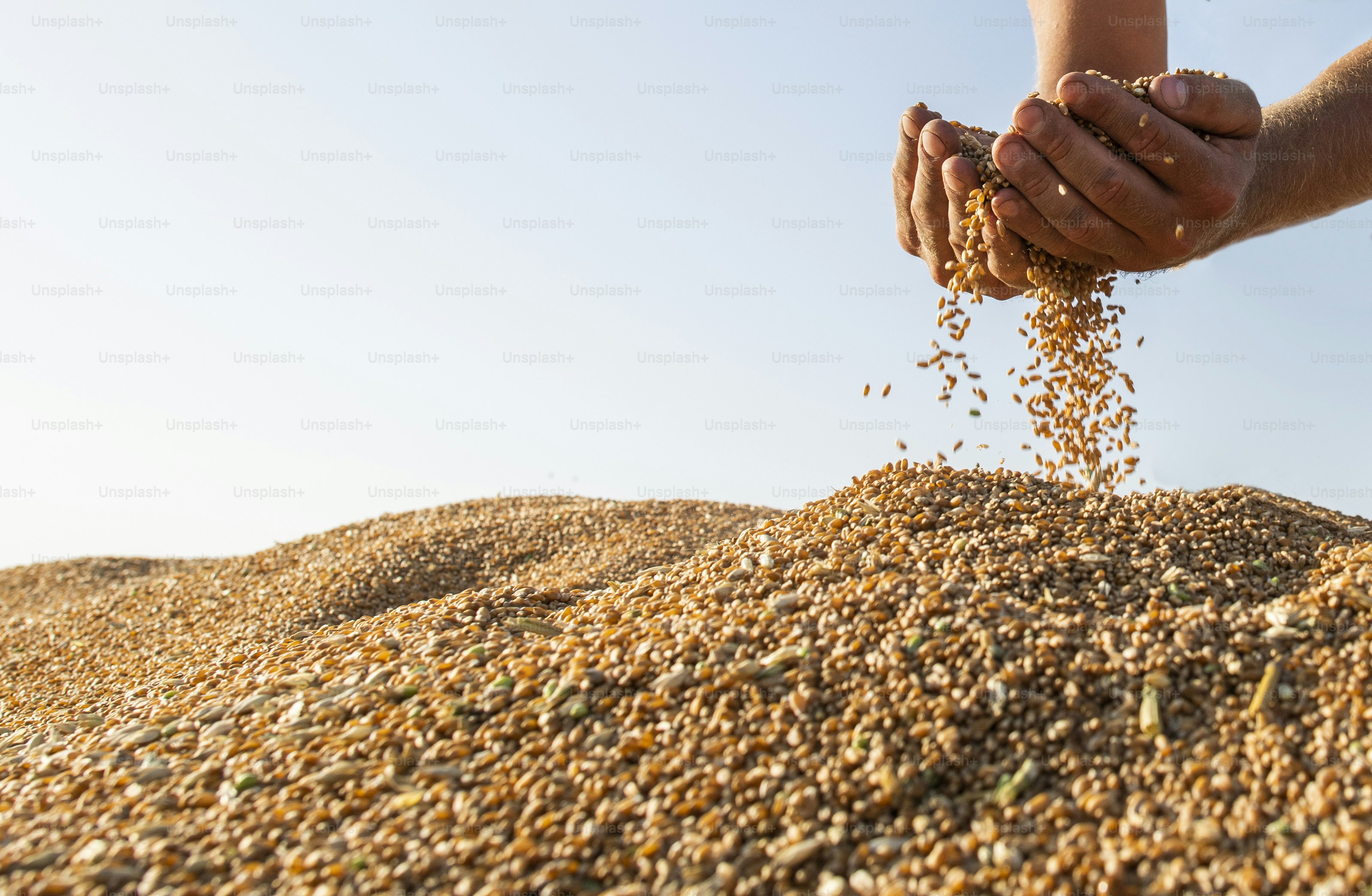 Farmer handful of harvested wheat kernels from the heap loaded into tractor trailer