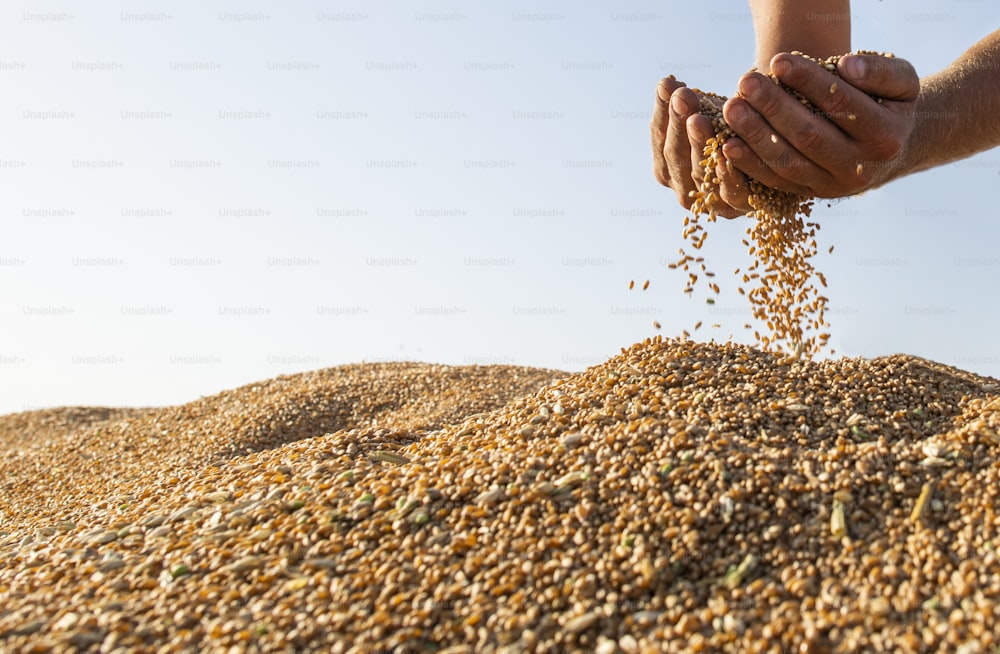 Une poignée d’agriculteurs de grains de blé récoltés dans le tas chargés dans un semi-remorque