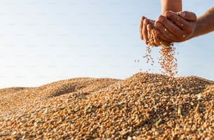 Farmer handful of harvested wheat kernels from the heap loaded into tractor trailer
