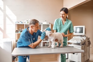 Show me your smile! Male middle aged veterinarian in work uniform checking the teeth of a small dog while his female young assistant keeping a patient. Vet clinic. Pet care concept. Medicine concept. Animal hospital