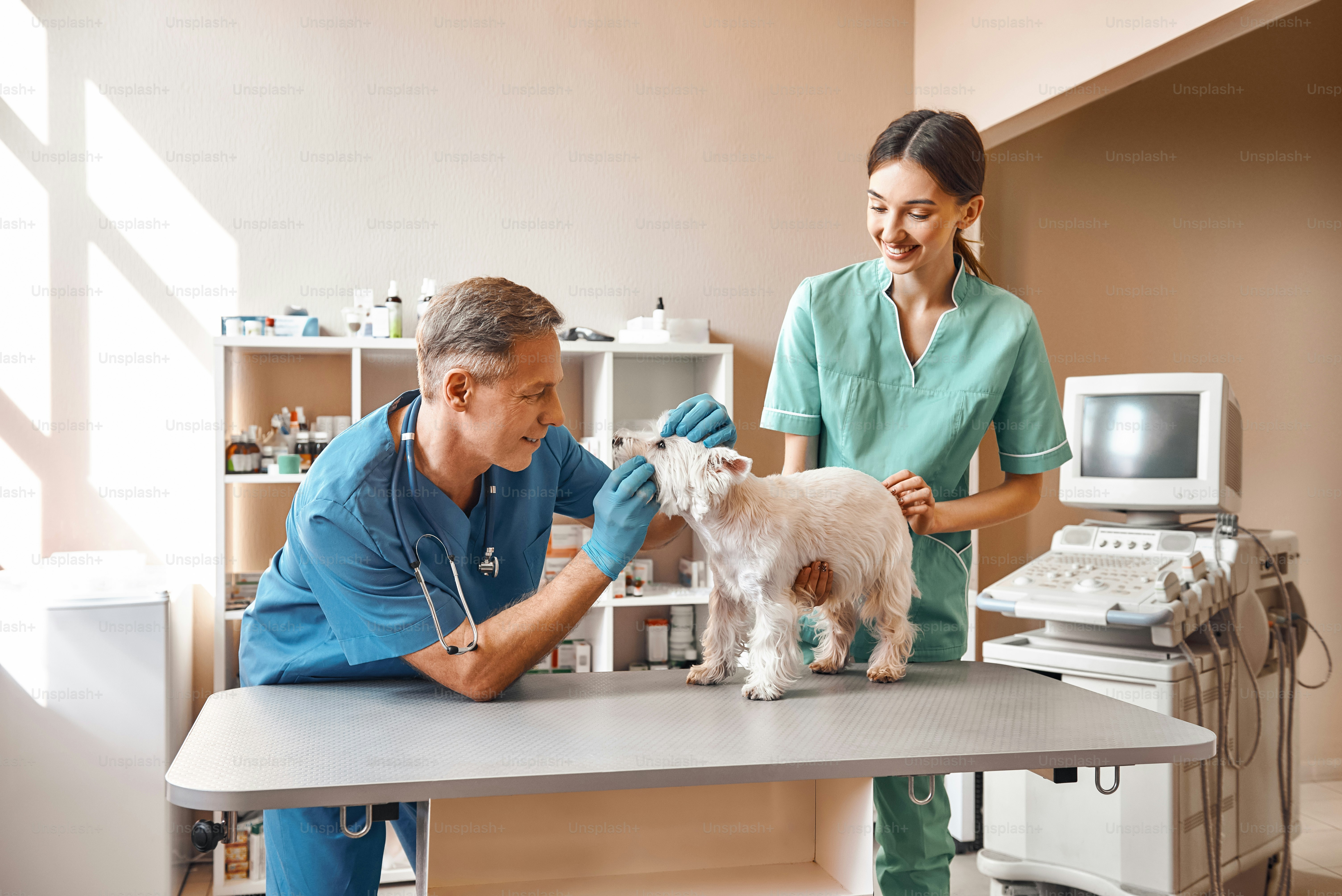 Show me your smile! Male middle aged veterinarian in work uniform checking the teeth of a small dog while his female young assistant keeping a patient. Vet clinic. Pet care concept. Medicine concept. Animal hospital