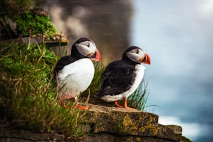 Atlantic puffin also know as common puffin is a species of seabird in the auk family. Iceland, Norway, Faroe Islands, Newfoundland and Labrador in Canada are known to be large colony of this puffin.