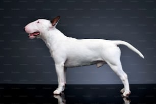 Studioaufnahme eines entzückenden Bullterriers auf grauem Hintergrund.