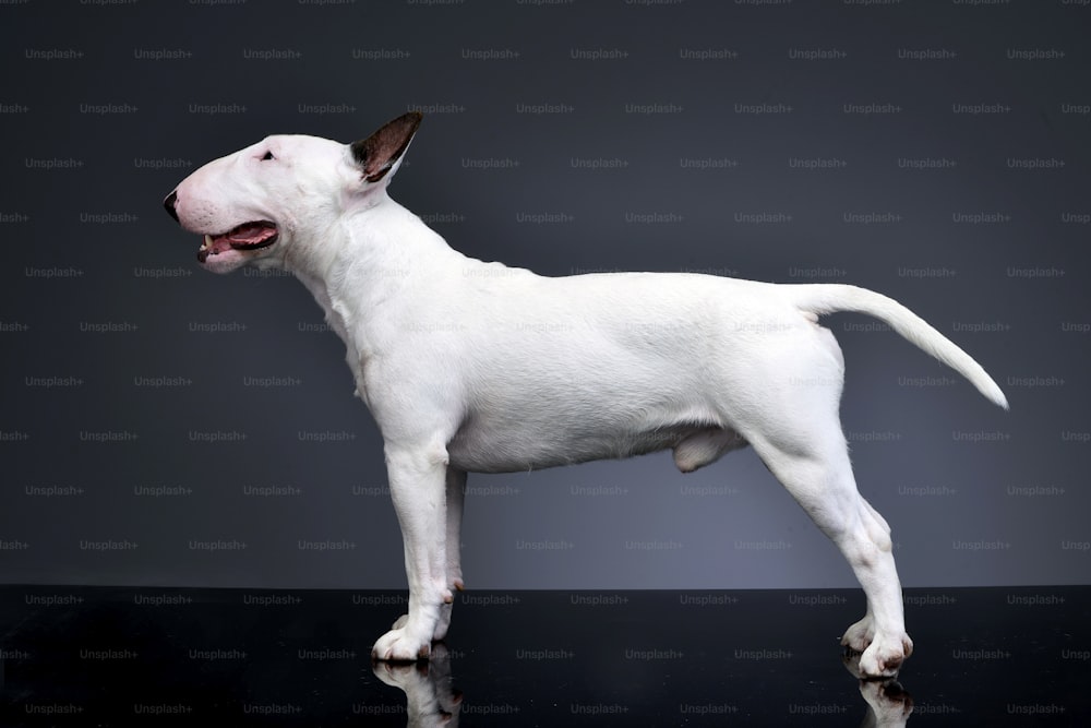 Studio shot of an adorable Bull terrier standing on grey background.