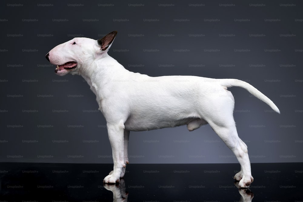 Studio shot of an adorable Bull terrier standing on grey background.