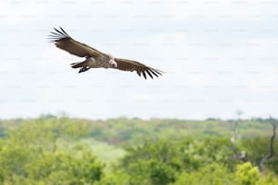 Avvoltoio che vola nel cielo
