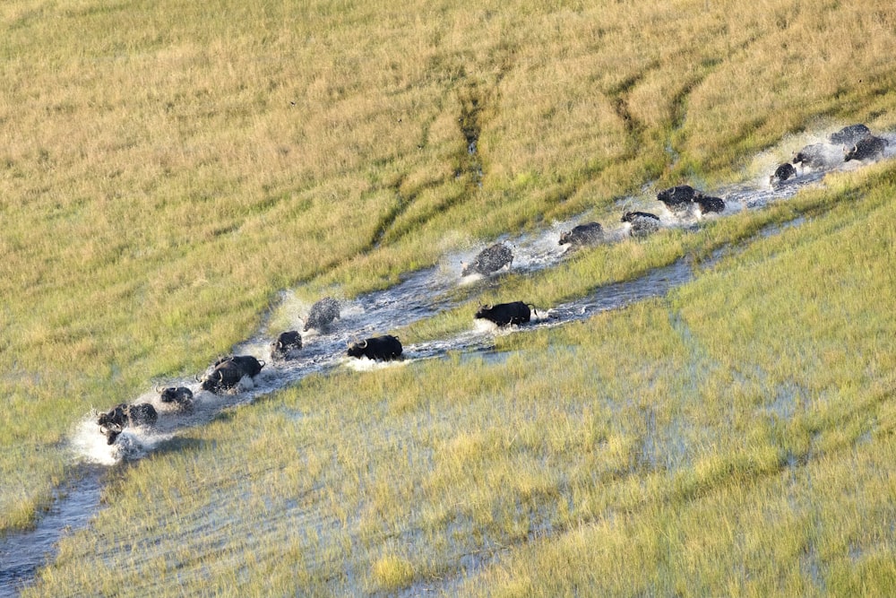 Buffalo herd in the Okavango Delta