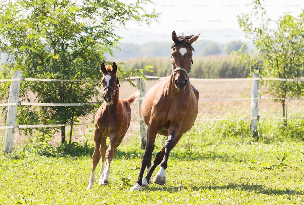 Mare and foal in a pasture