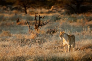 Lioness