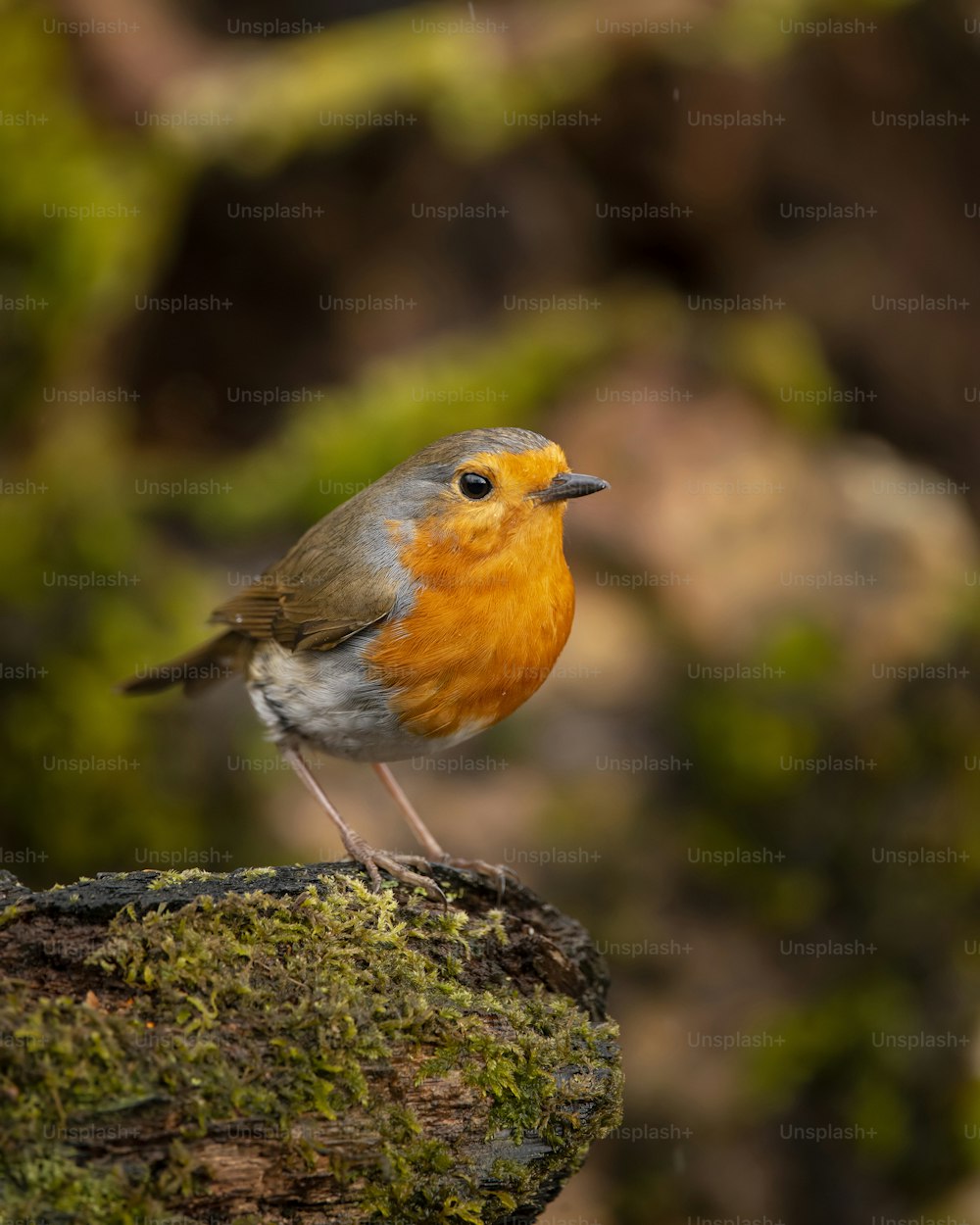 Hermosa imagen del pájaro de pecho rojo de petirrojo Erithacus rubecula en la rama bajo el sol de la primavera