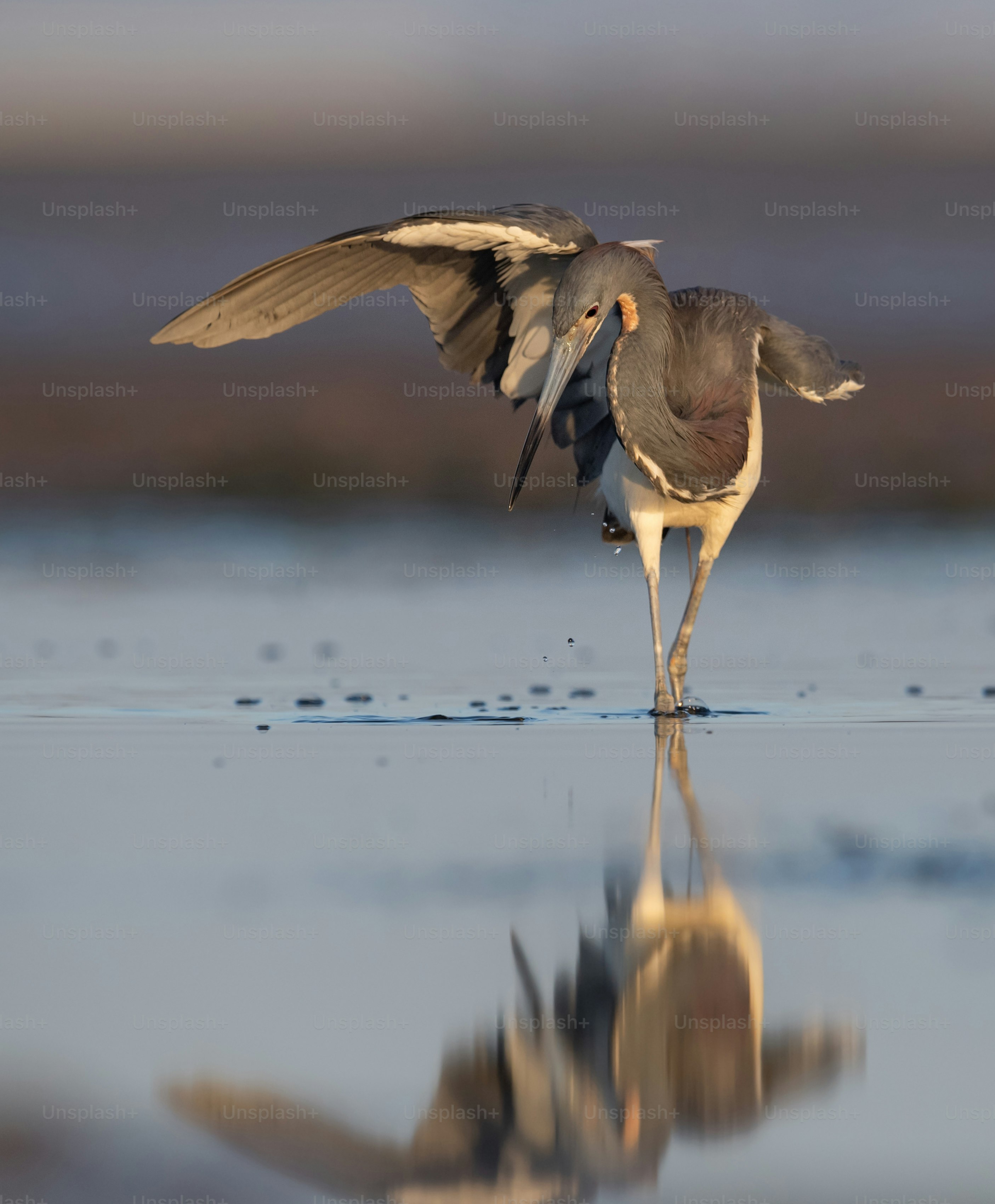 Tricolored Heron in Northern Florida