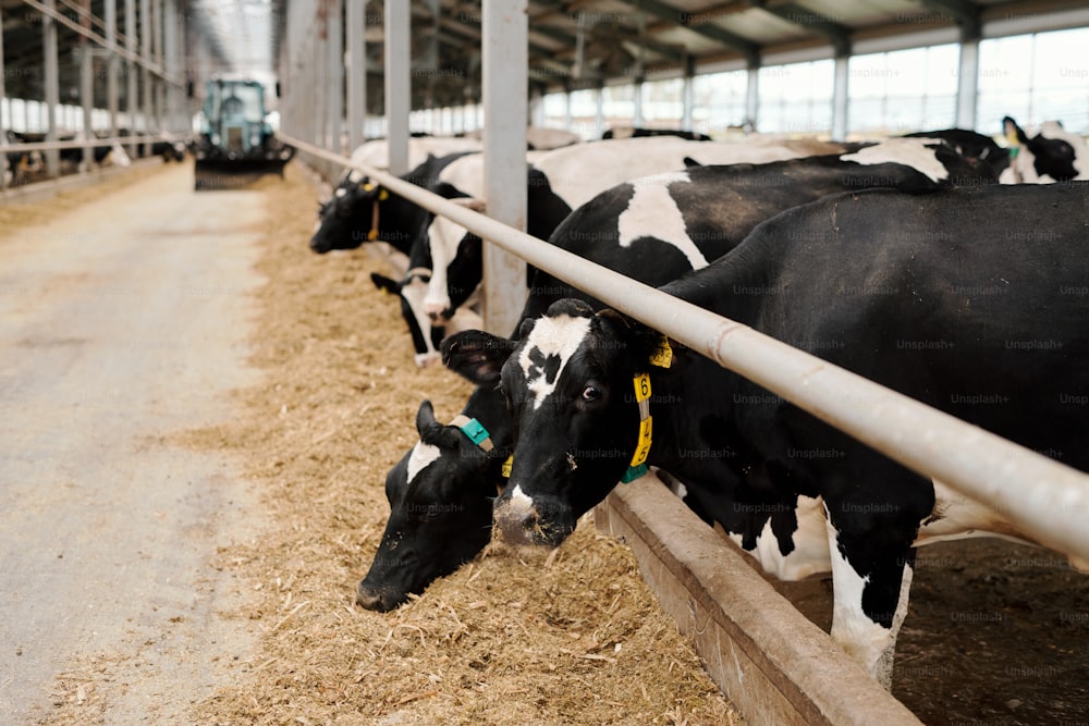 Hilera de vacas blancas y negras de pie junto al borde de un gran potrero dentro de una granja de animales contemporánea y comiendo alimento para ganado contra un pasillo largo