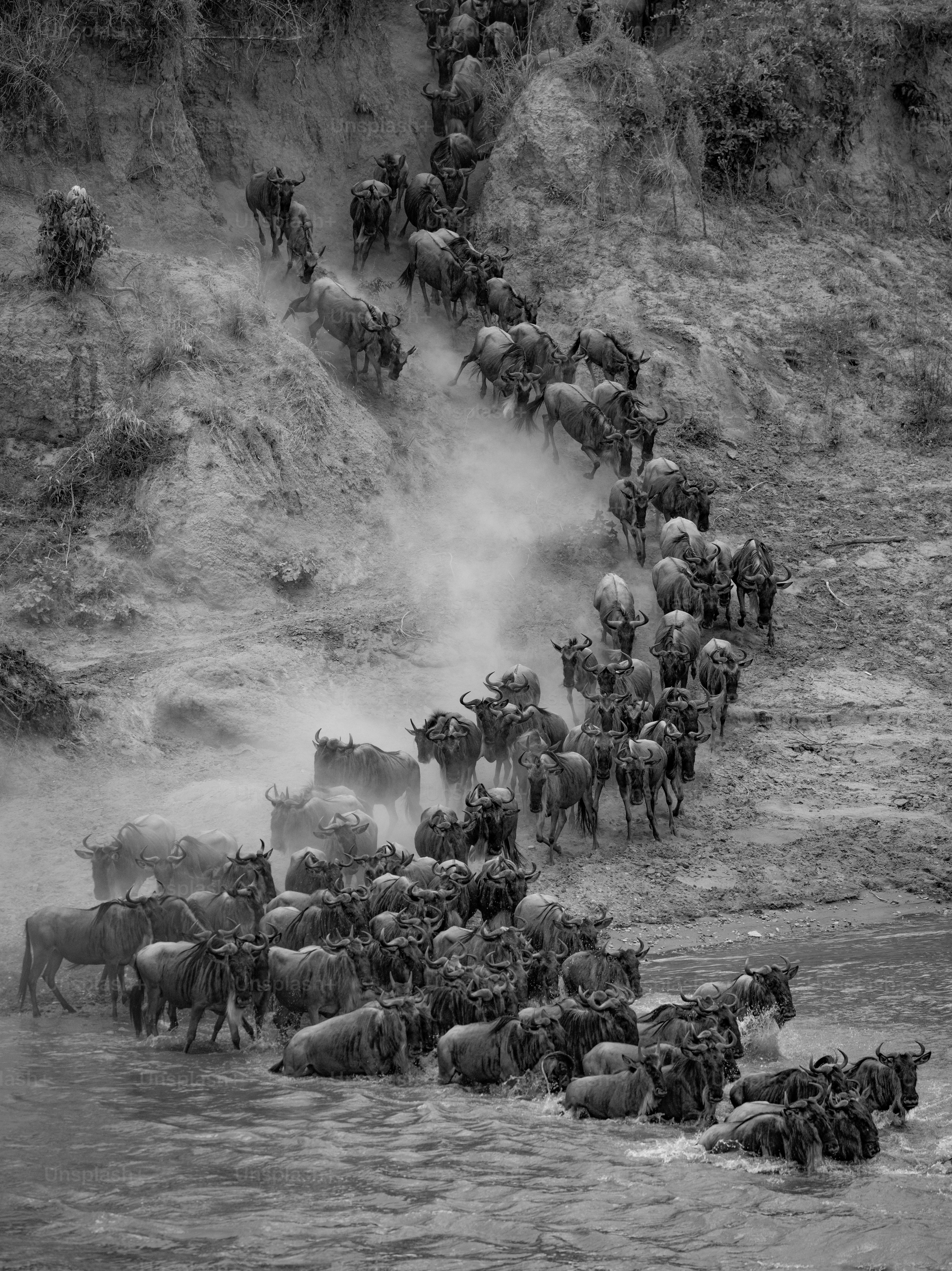 The wildebeest migration in Africa