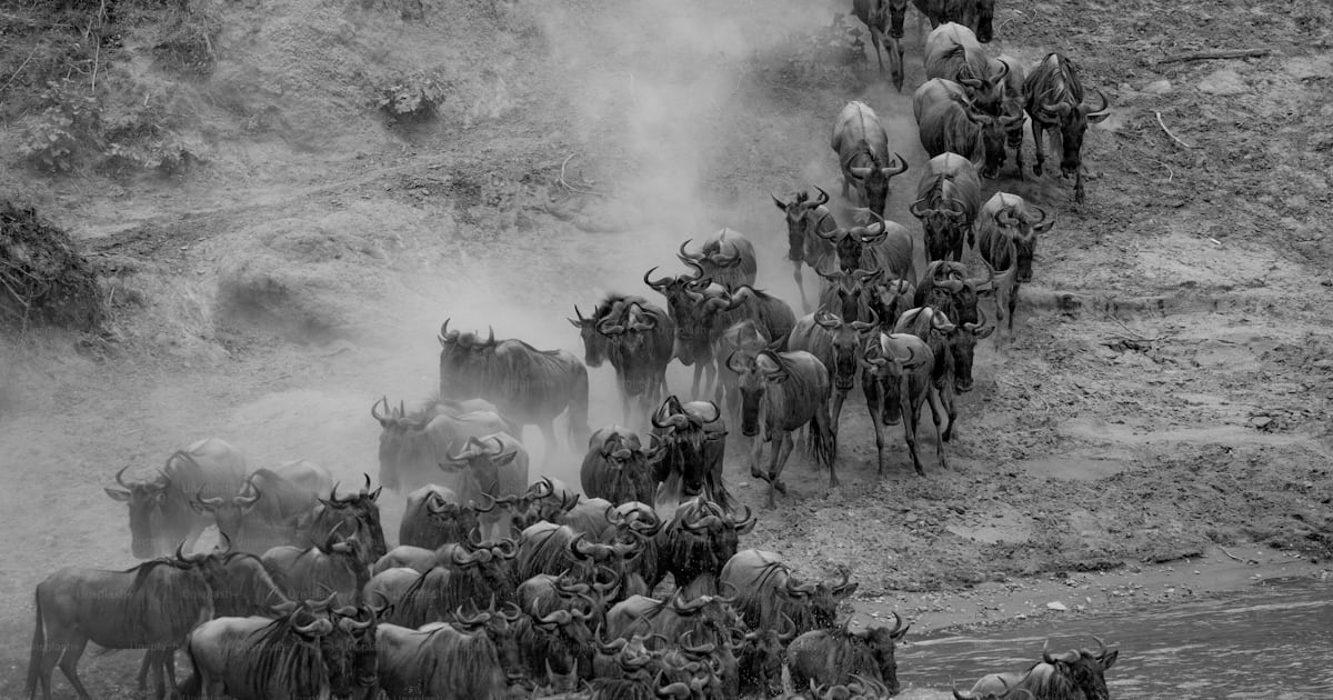 Foto zum Thema Die Gnuwanderung in Afrika – Bild zu Tier auf Unsplash