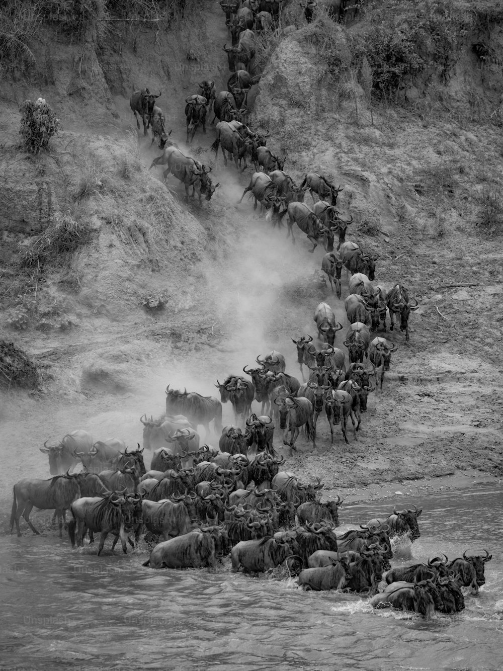 The wildebeest migration in Africa