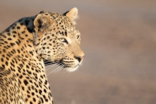 Leopard in the afternoon light