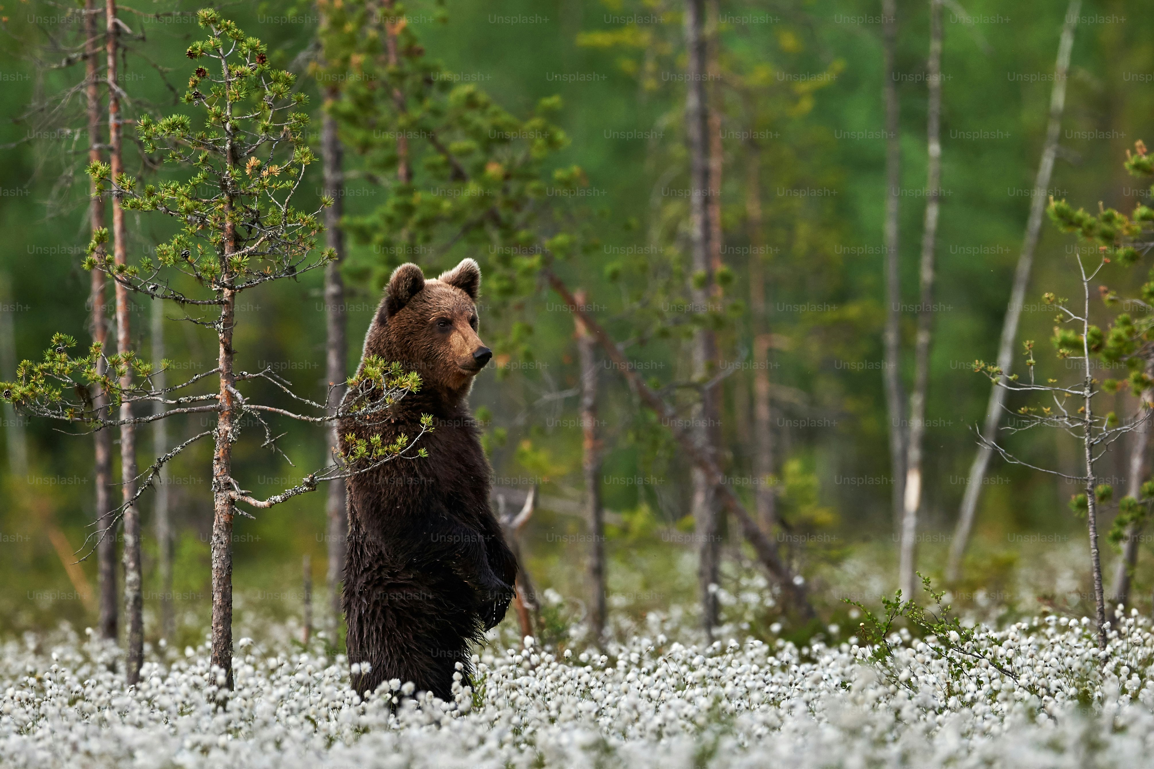 Young brown bear standing among cotton flowers in a Finnish forest
